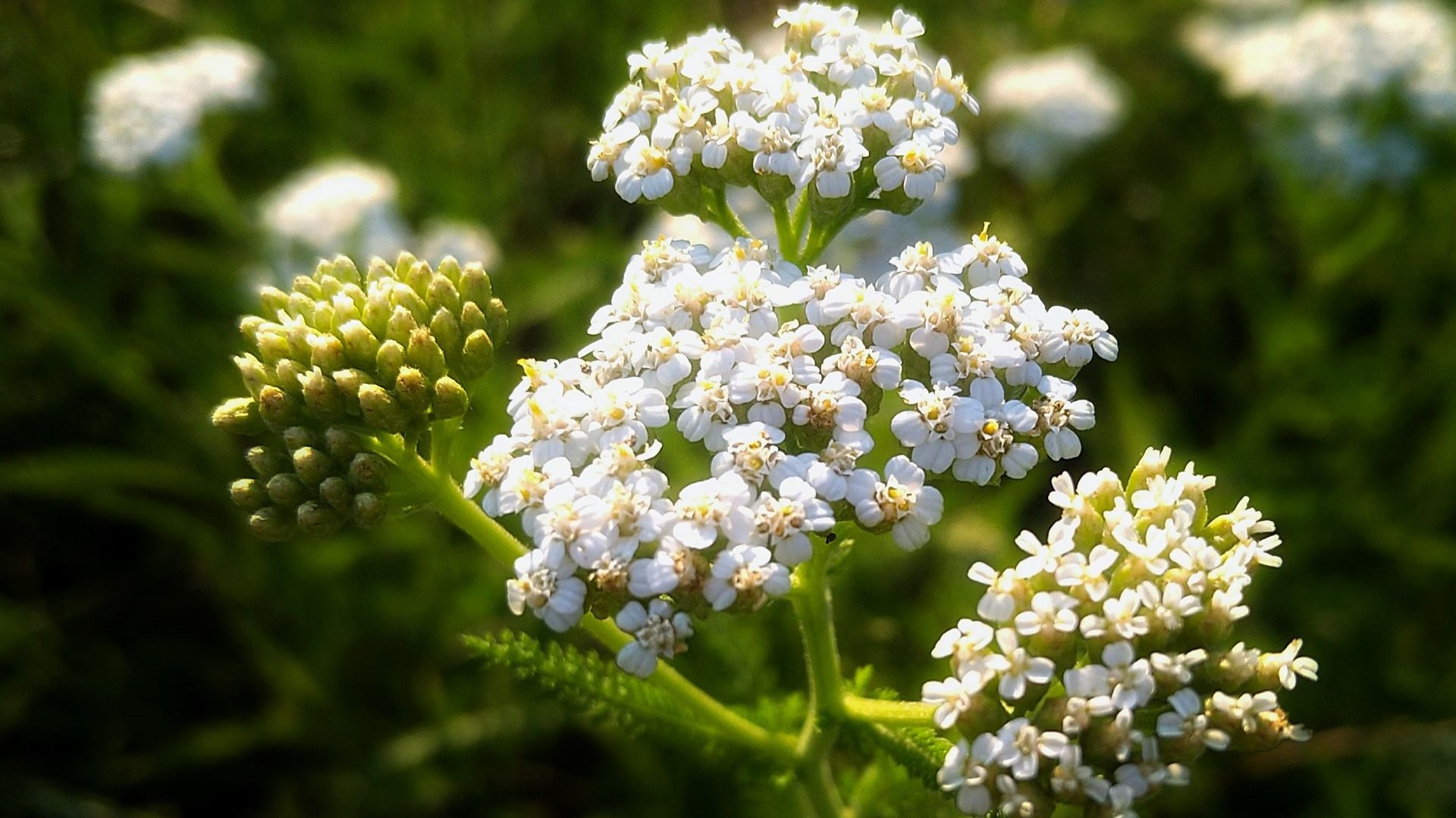 Sonderpreis2_019 Augenbraue der Venus- Achillea Millefolium (Christiane Danzl)